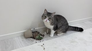 Here is the reaction of a cat that turned over a carefully nurtured cat grass... lol