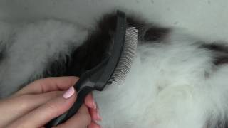 Step 2 of Grooming Your Doodle At Home: Slicker Brush Tutorial by Lüxe Fluff & Co.  7,142 views 7 years ago 2 minutes, 54 seconds