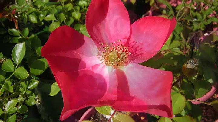 Roses of Picardy Guitar version - Guitar performance video thumbnail