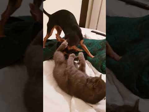 Видео: Кученце срещу котка