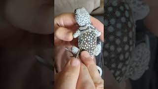 Painting a Collared Lizard #shorts