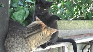 My cats in the garden - Black kitten Whitey on the tree, Kitty the tabby and jealous Niuniek by kotomaniak 56 views 2 years ago 2 minutes, 55 seconds