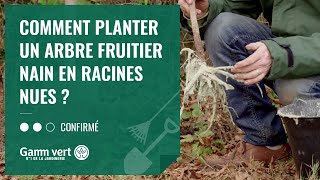 [TUTO] Comment planter un arbre fruitier nain en racines nues ? - Jardinerie Gamm vert