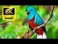 Most Beautiful Birds on Earth in 8K ULTRA HD / 8K TV