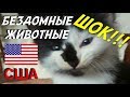 США | БЕЗДОМНЫЕ ЖИВОТНЫЕ В АМЕРИКЕ | СПАСЕНИЕ ЖИВОТНЫХ | ПРИЮТЫ ДЛЯ ЖИВОТНЫХ ТЕХАС