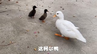 小鸭子坐车来到新主人家，逛了一圈交上新鸭友