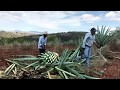 Harvesting Agave Espadin for Mezcal Production in Oaxaca, Mexico