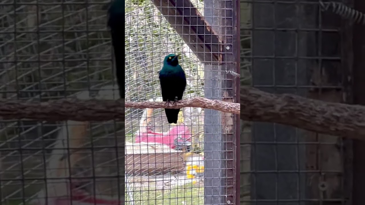 ♥️♥️ All in!! Budgie courtship to Blue Eared Starling | Aviary Birds