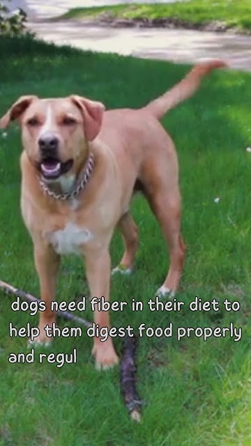 why-dog-eat-grass-shorts-youtube