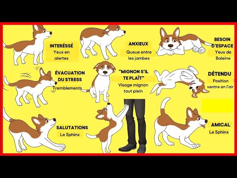 Vidéo: Les 4 types de chiens «sourires» et leur signification