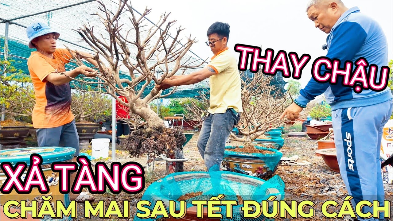 Khi nào nên xả tàng thay chậu?Hùng Cường hướng dẫn trồng chăm mai sau Tết xem nhiều cây zin bông đẹp