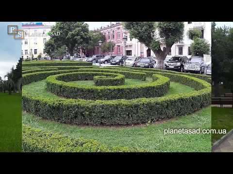 Батуми.Парки.Пальмы.Озеленение.