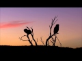 Giant Eagle Owls Silhouette, Kgalagadi Transfrontier Park