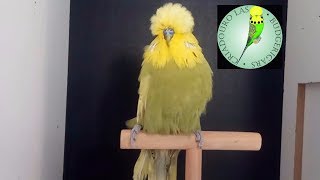 Greygreen Spangle Budgerigar - Criadouro Las