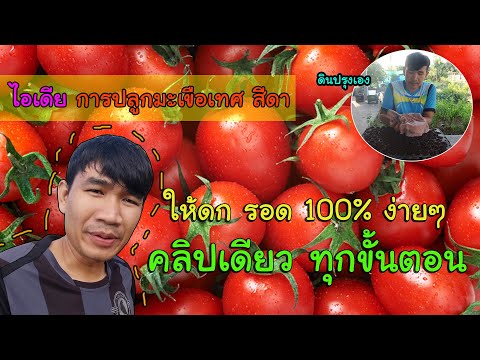 ไอเดียการปลูก มะเขือเทศ สีดา ง่ายๆ สไตล์วัยรุ่นอยากปลูกผัก | วิถีไทบ้าน