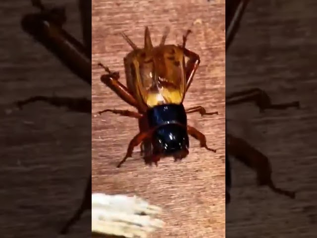 jangkrik ASMR #asmr #insects #relaxationzone