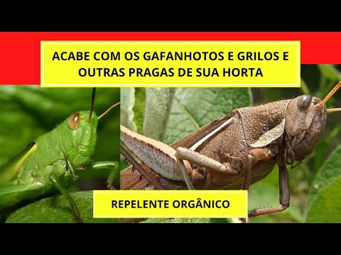 Vídeo: Controle de gafanhotos: como impedir que os gafanhotos comam minhas plantas