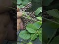 قطع أي شيء لا يصدق على الساق
