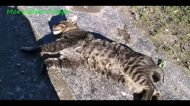 Наш кот.  Что делать с мышами?... И вообще... про мясо...