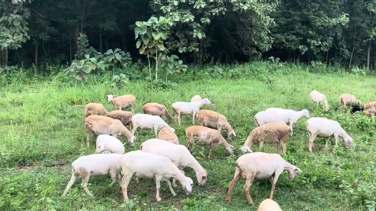 เลี้ยงแกะลูกผสมสวยๆ 