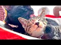 やっとかまってもらえた子猫が本当に幸せそうでした