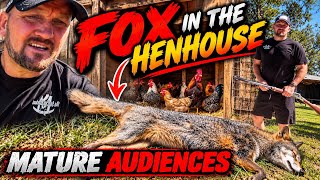 Dead Meat: a fox in my hen house! 