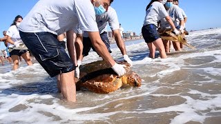 Seis tortugas marinas, incluida una que había expulsado 10 tipos de plásticos, regresaron al mar