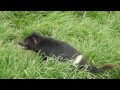 Tasmanian Devils fight and SCREAM over food.