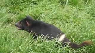 Tasmanian Devils fight and SCREAM over food.