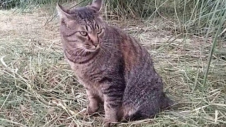デブキジトラちゃんも久々のモフモフでした。