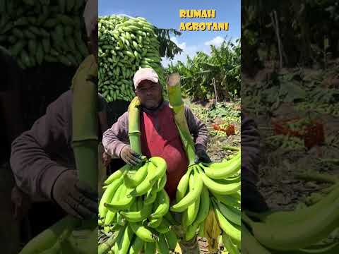 Begini Pisang Tanduk