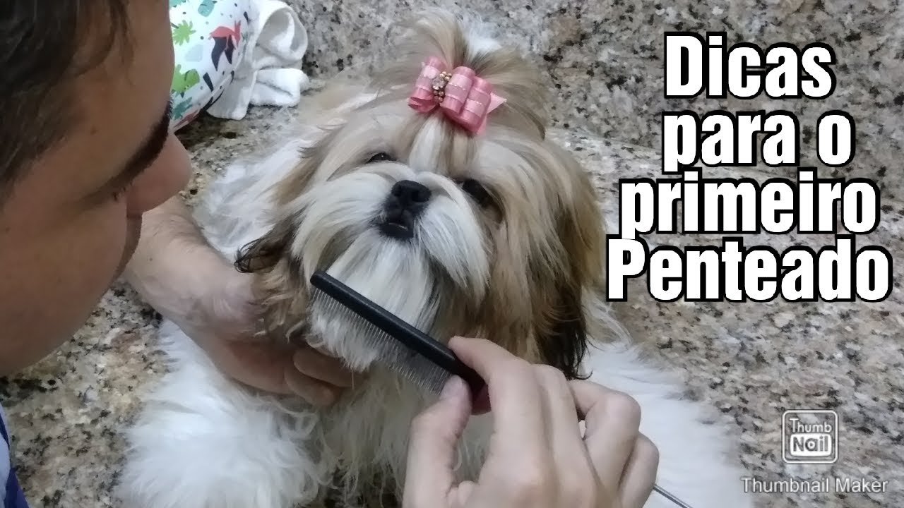 Dicas para o primeiro penteado no Shih tzu - thptnganamst.edu.vn