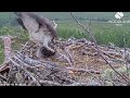 Louis lands his frantically flapping fish right on top of the Loch Arkaig Osprey chicks 16 Jun 2026