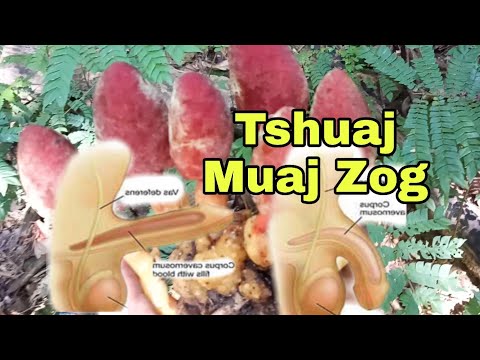 Video: Nroj Tsuag Uas Txo Kev Qaug Zog Thiab Mob