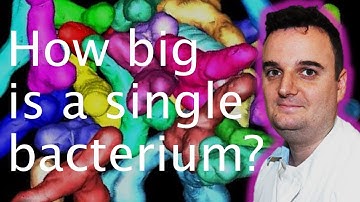 Root nodule symbiosis: how big is a bacteroid? - Joe McKenna