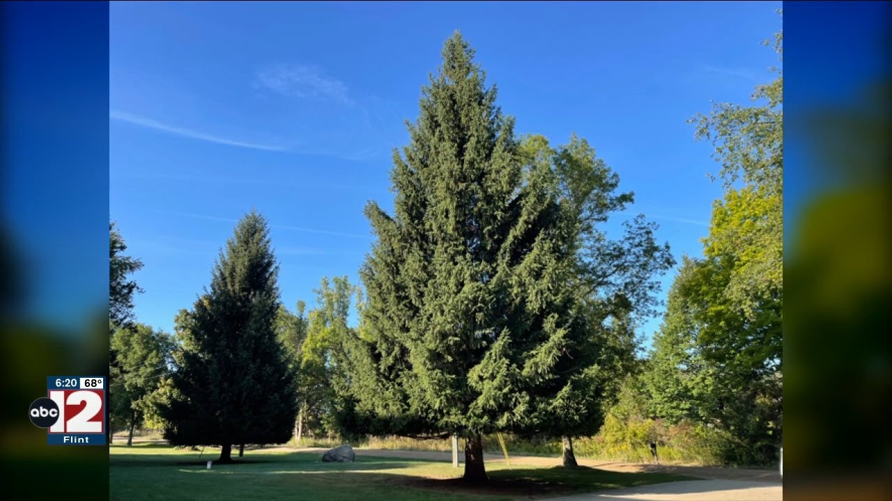 Search begins for Michigan's 2025 state Christmas tree