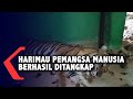 Harimau Pemangsa Manusia Berhasil Ditangkap