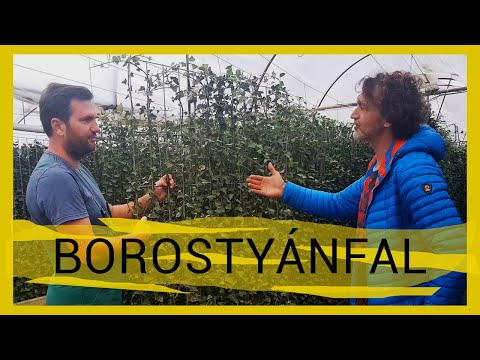 Videó: A Borostyán Szaporodása és Termesztése