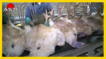 Ext.005► USPOULTRY - An Inside Look at U.S. Poultry Processing AS71Channel