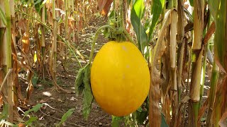 There's A Squash Growing Out In The Cornfield