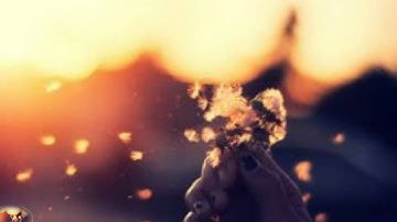 ✰ ιcн ωєя∂є αη ∂єιηєя ѕєιтє ѕтєнєη,ƒüя ιмммєя ✰