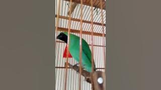 Cucak Ijo Muntah Cililin / Pelatuk (Hiroshima Depok)