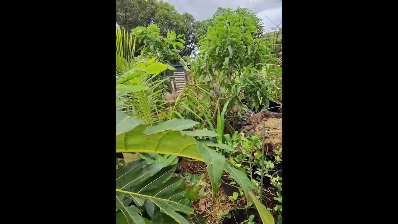 Working in the yard today