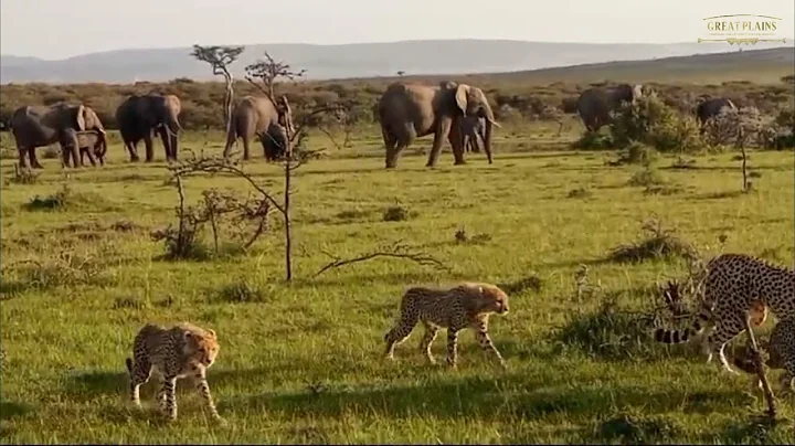 Cheetahs Walking Away from Elephants | Great Plains Conservation