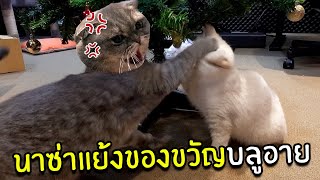 นาซ่าแย่งของขวัญบลูอายในวันคริสมาสต์