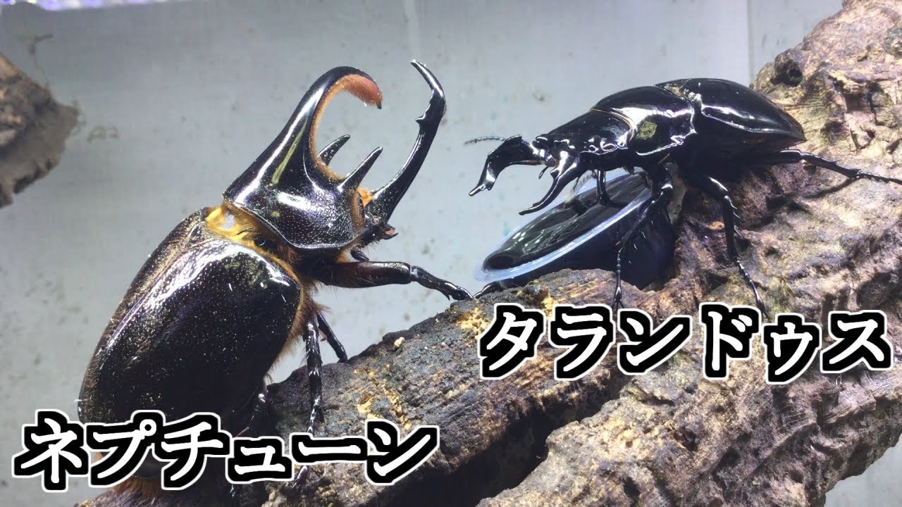 ネプチューンオオカブト タランドゥスツヤクワガタ アダー完結編 カブトムシの喧嘩】ネプチューン(ツノ曲がり)vsタランドゥス