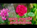 #กุหลาบ ทำอย่างไรให้กลับมาสวยทั้งต้นและดอก #การฟื้นฟูกุหลาบ #ปลูกุหลาบให้ออกดอก