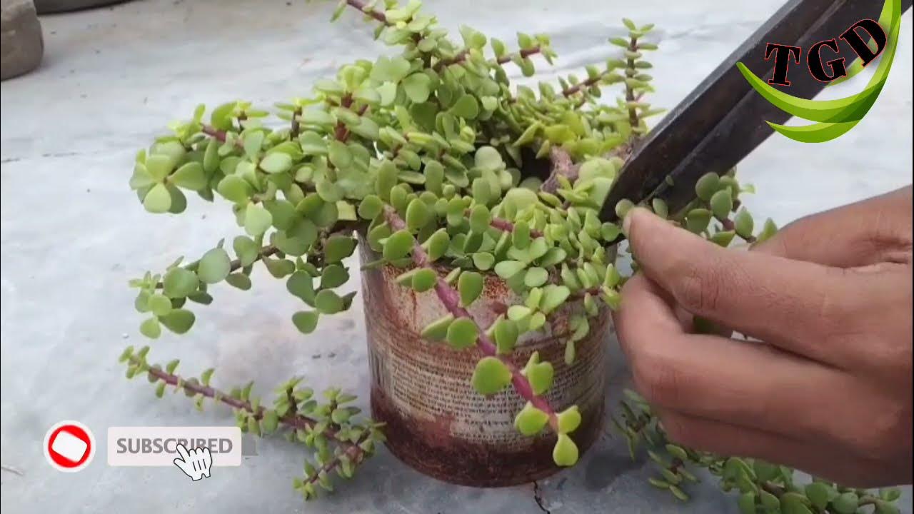 how to make jade plant bonsai how to make jade plant tree 🌲 YouTube