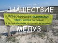 Нашествие медуз в Щелкино (Крым) / Invasion of jellyfish on Azov sea, Krimea 2019