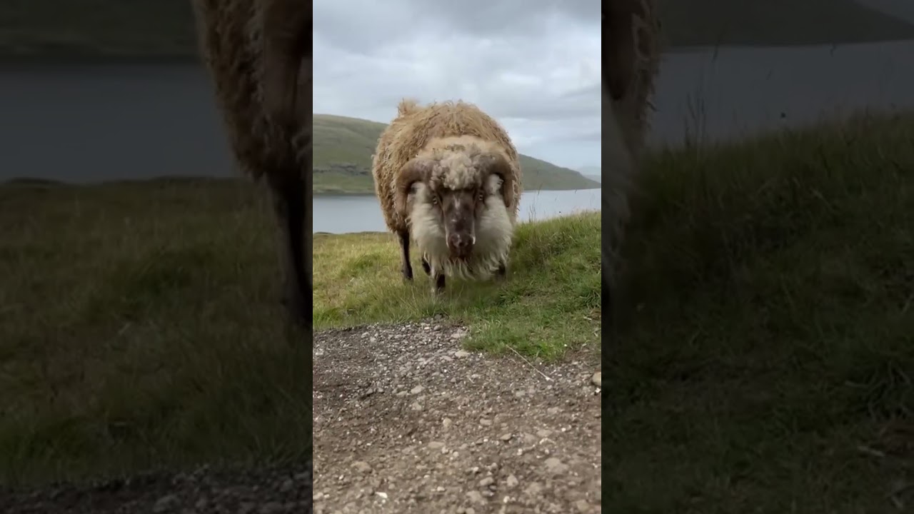 Prairie Goat 🌈🌿⛰️🐑🐐